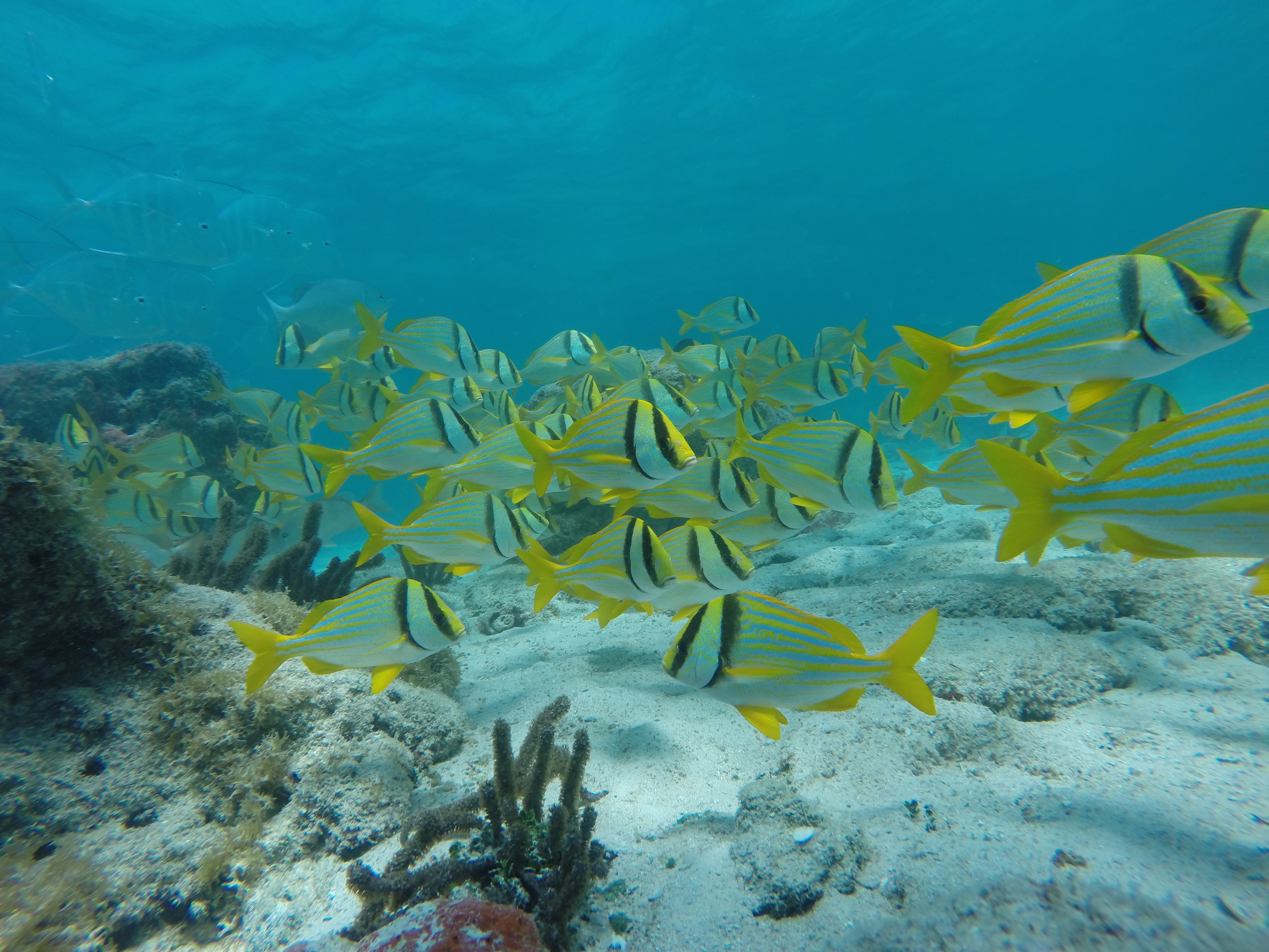 Isla Contoy