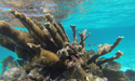 Arrecifes de Xcalak