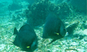 Arrecife de Puerto Morelos
